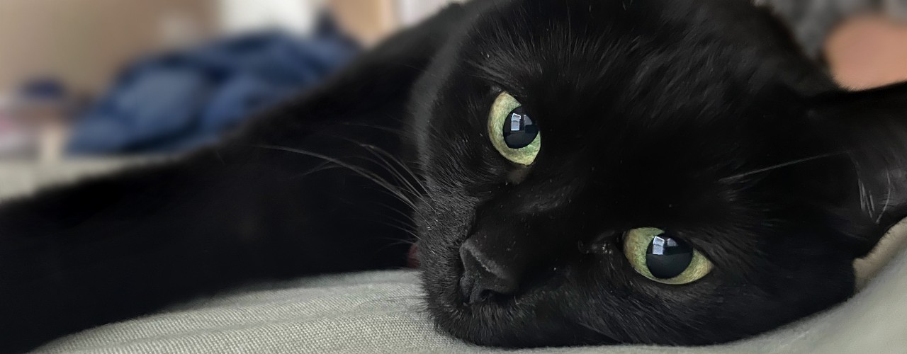 Ace Pet Care - Black cat relaxing and posing for camera.